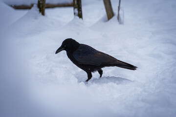 neugierige Krähe im Schnee	