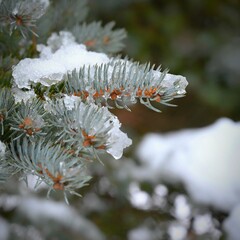 Naklejka na ściany i meble Winter nature colorful background. Snowy twig on a tree.