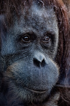 orang-utan close-up
-zoo berlin