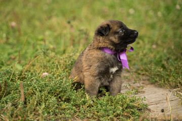 little puppy with a bow playing in the grass