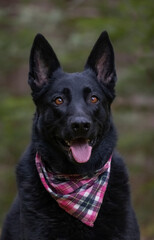 Black German Shepherd. 