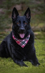 Black German Shepherd. 