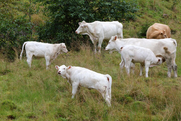 Obraz premium Norwegen - Rinder / Norway - Cattles /.