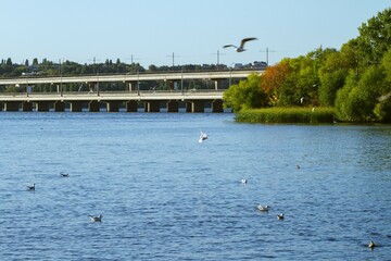 City landscape. A park by the water, a wooden pier, many ducks in the river, a concrete bridge in the distance