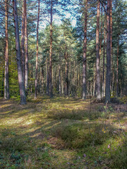 Polish forest, wild nature of Poland, wandering around Poland, county podkarpackie, Poland