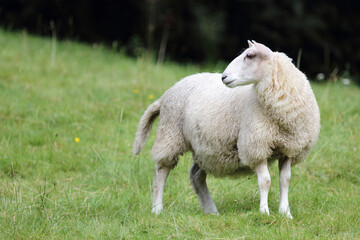 Obraz na płótnie Canvas Schaf / Sheep / Ovis