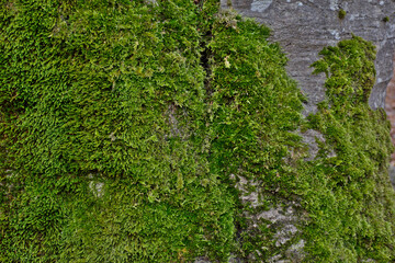 Green moss on a beech trunk. Autumn forest. Close up. Background texture.