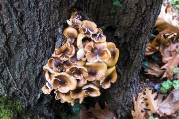 Fototapeta premium Mushrooms on the tree. Group of mushrooms growing on a tree trunk. Selective focus.