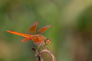 Ditch Jewel Dragonfly