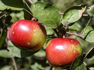 Red apples, Fruits among the leaves on a branch, polish orchards, healthy polish food, fruits of polish orchards, ounty podkarpackie, Poland