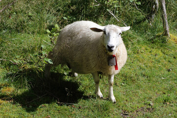 Schaf / Sheep / Ovis