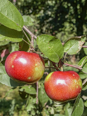Red apples, Fruits among the leaves on a branch, polish orchards, healthy polish food, fruits of polish orchards, ounty podkarpackie, Poland
