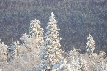 Texture of a snowy winter forest after a snowfall. Fir tree in focus close-up. It's Christmas time.