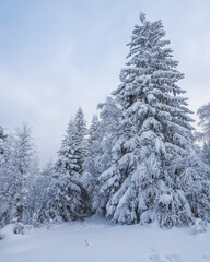 Very beautiful snowy winter forest after a snowfall. It's Christmas time.