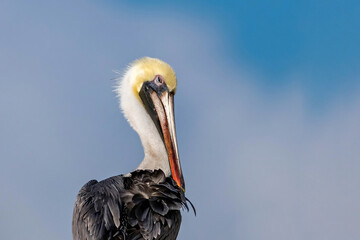 Portrait of a Brown Pelican