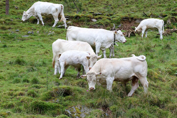 Norwegen - Rinder / Norway - Cattles /.