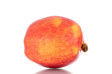One ripe juicy apple, close-up, isolated on white.