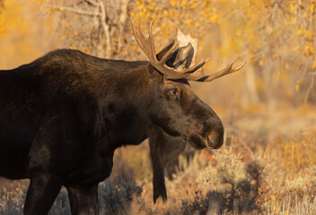 Bull Shiras Moose in Grand Teton National Park Wyoming in Autumn