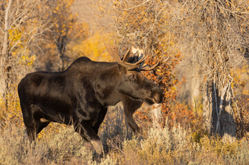 Bull Shiras Moose in Grand Teton National Park Wyoming in Autumn