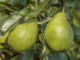 Green pears, polish orchards, fruits of polish orchards, healthy polish food, county podkarpackie, Poland 