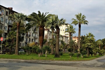 palm trees in the street