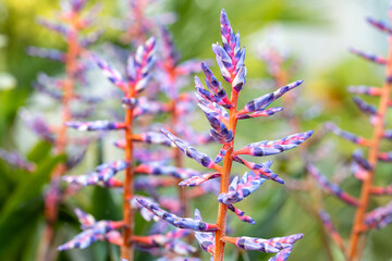 Bromelia Aechmea “Blue Rain”. Aechmea is a genus of flowering plants in the family Bromeliaceae. This is a close up on the flower.