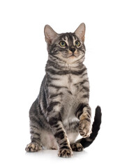 bengal kitten family