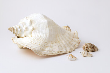 sea shell isolated on white