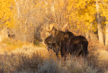 Bull Shiras Moose in Grand Teton National Park Wyoming in Autumn