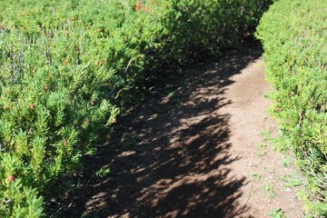 path thru the bushes