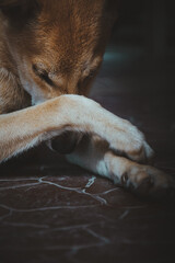 dog sleeping on the floor