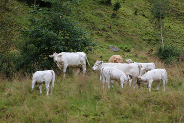 Norwegen - Rinder / Norway - Cattles /.