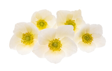 Fototapeta premium hellebore flower isolated