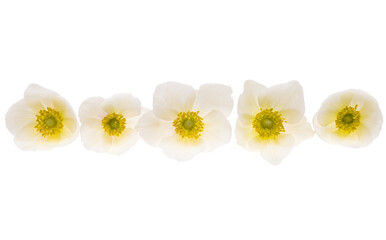 hellebore flower isolated