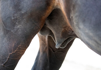 testicles of horse