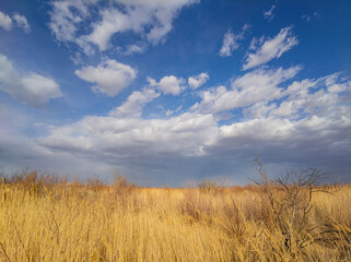 Fototapeta premium Afternoon sunny view of the landscape of Clark County Wetlands Park