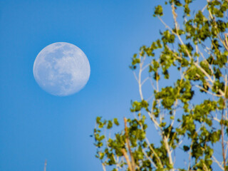 Close up shot of a bright moon in daytime
