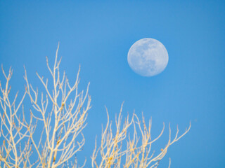 Close up shot of a bright moon in daytime