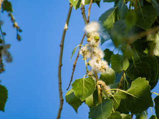 Close up shot of eastern cottonwood