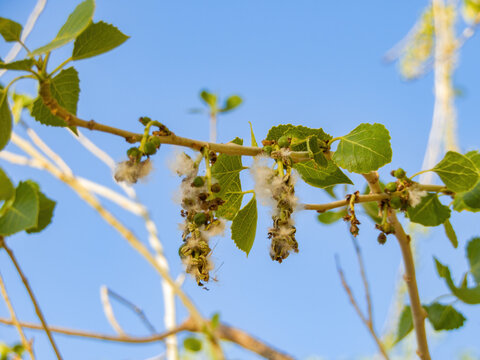 Close Up Shot Of Eastern Cottonwood