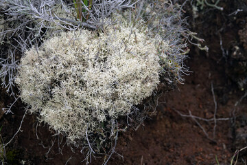 Gros plan sur un lichen d'arbre 