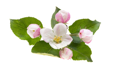 apple tree flowers isolated