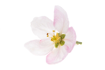 Fototapeta premium apple tree flowers isolated