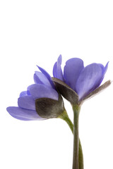 spring blue nobilis flower isolated