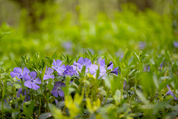 periwinkle growing in the forest