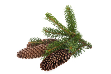spruce branch with cones isolated