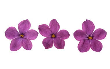 Obraz premium lilac flower isolated