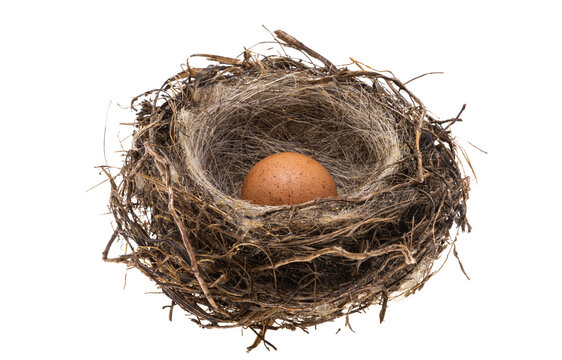 Bird's Nest With Egg Isolated