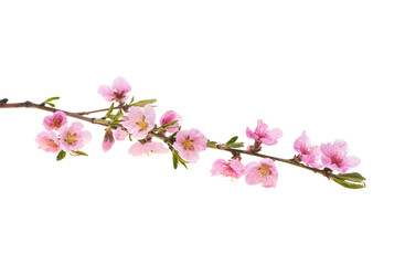 sakura flower isolated