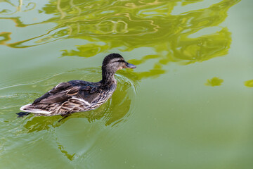 Duck swimming on the water.